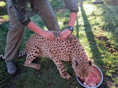 Chester, the diabetic cheetah